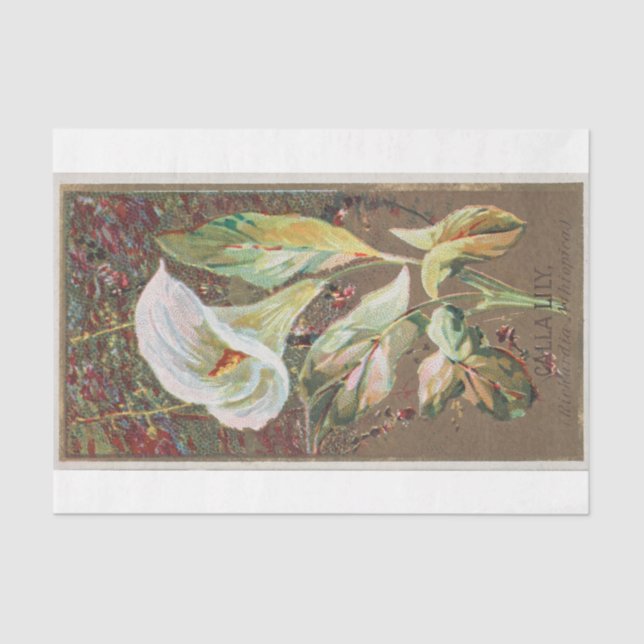 Papier Mousseline Vintage Classic Calla Lily Flower (Recto)