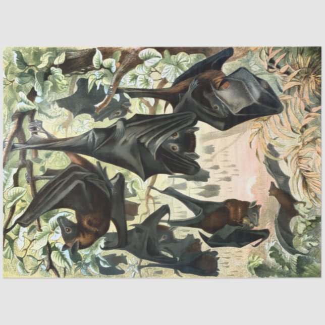 Papier Mousseline Vintage flying fox bat acadamia illustration  (Recto)