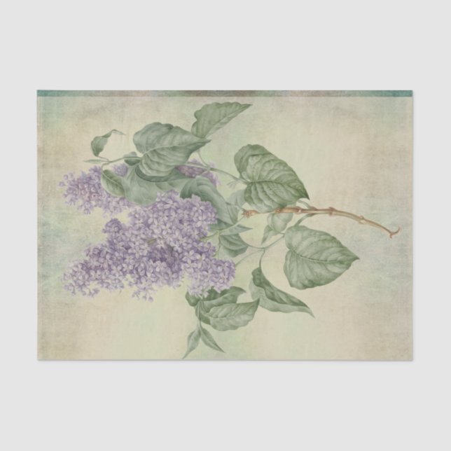 Papier Mousseline Vintage Lilac Syringa Vulgaris, violet botanique (Recto)