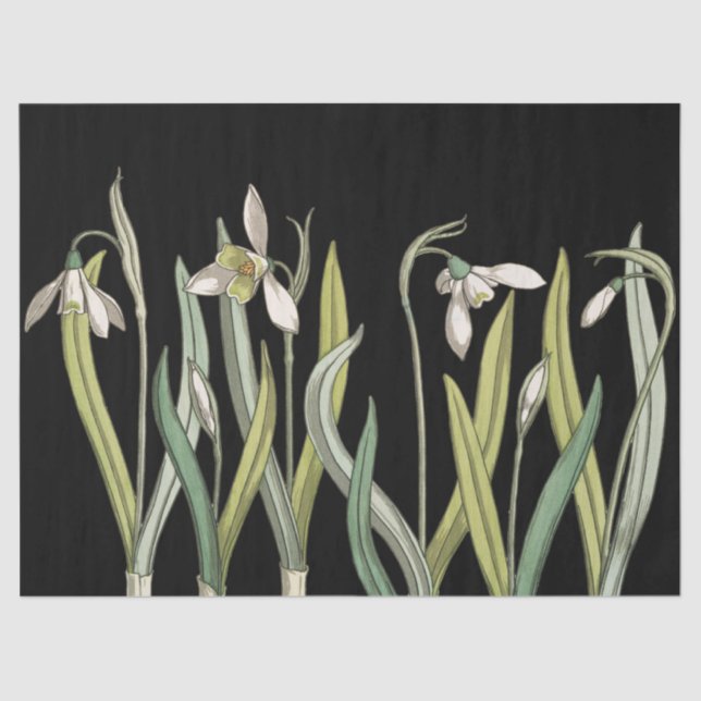 Papier Mousseline Vintage Snowdrop Fleur Black Spring (Recto)