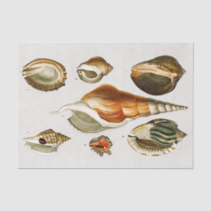 Papier Mousseline Vintages Différents types de mollusques coquillage