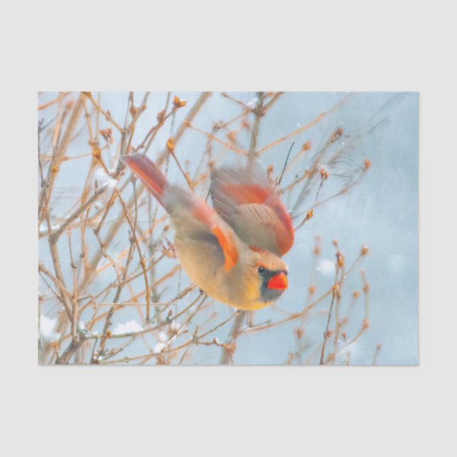 Papier Mousseline Vol Cardinal Nord - Photo originale (Recto)