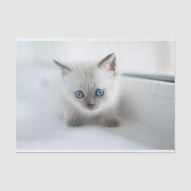Papier Mousseline Vous aimez : Kitten blanc perdu avec les yeux bleu (Recto)