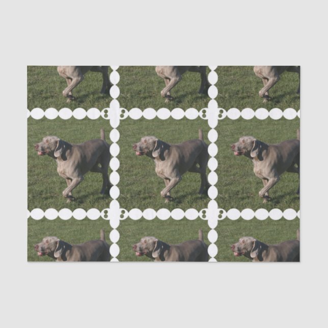 Papier Mousseline weimaraner-6 (Recto)