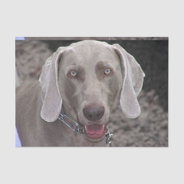 Papier Mousseline Weimaraner au chocolat (Recto)