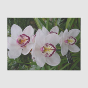 Papier Mousseline White Orchids Beautiful Tropical Flowers
