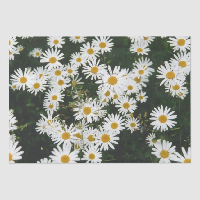 Papier Mousseline White Oxeye Daisy Meadow (Recto)