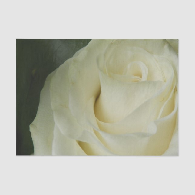 Papier Mousseline White Rose (Recto)