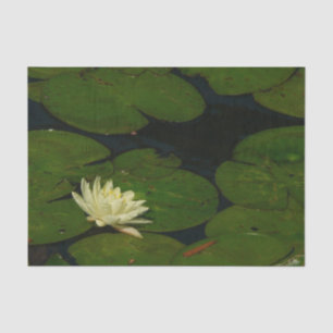 Papier Mousseline White Waterlily I Peaceful