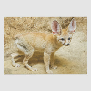 Papier Mousseline Wild Fennec Fox
