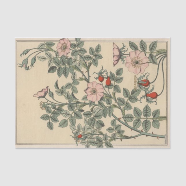 Papier Mousseline Wild Rose, Eugene Grasset's Botany Series (Recto)
