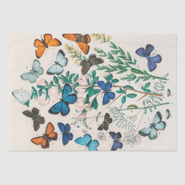 Papier Mousseline William Kirby | Papillons et papillons ... (Recto)