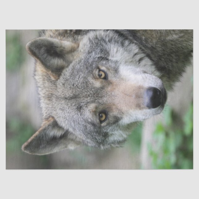 Papier Mousseline Wolf_011 (Recto)