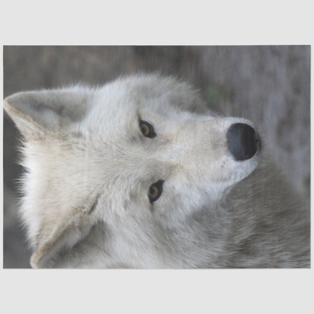 Papier Mousseline Wolf_015 (Recto)