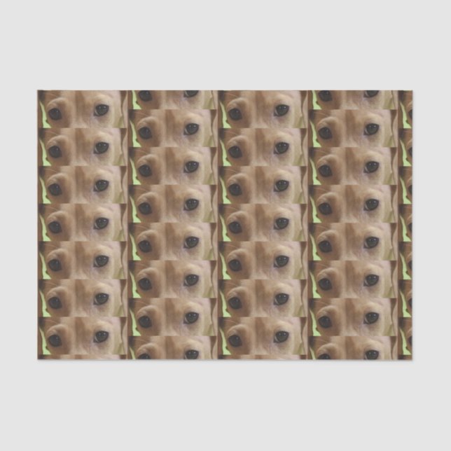 Papier Mousseline yeux crème dachshund (Recto)