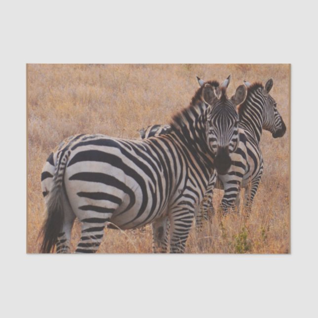 Papier Mousseline Zèbre au Kenya (Recto)