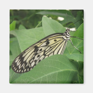 Papier Papier papillon Magnet