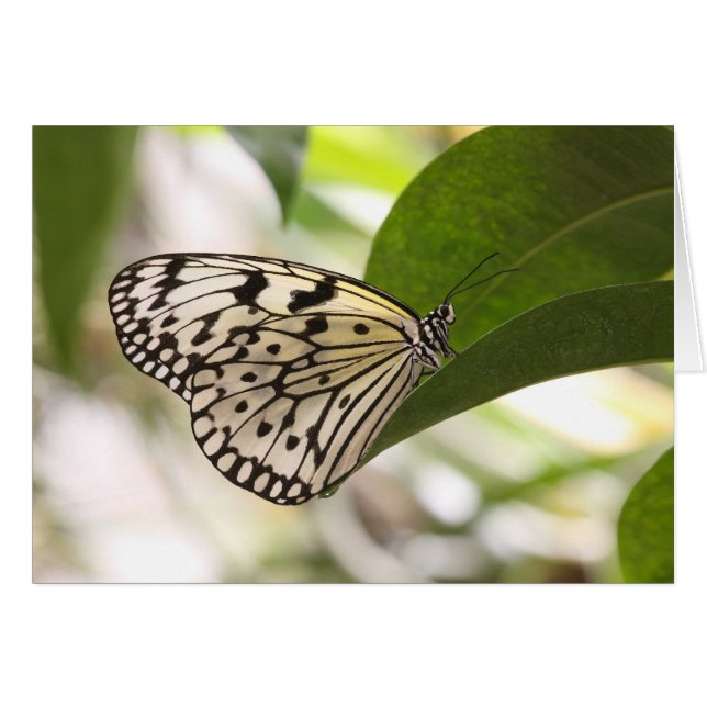Papier papillon cerf-volant sur une feuille verte (Devant horizontal)