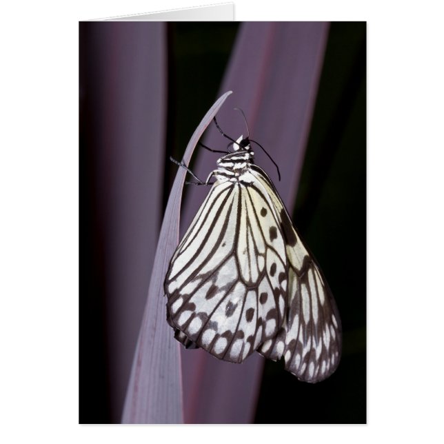 Papier papillon Kite sur violet (Devant)
