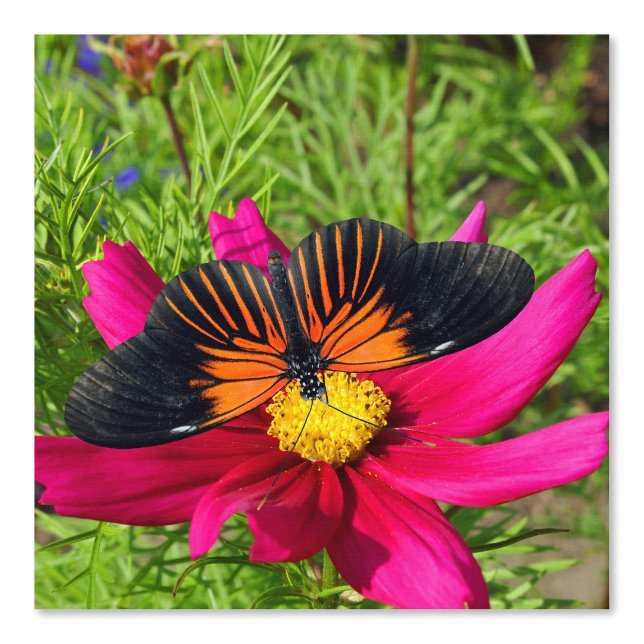 Papier Peint fleur d'aster mexicain avec une Doris Longwing  (Recto)
