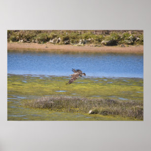 Papier peint Marsh Hawk   Impression de faune de z