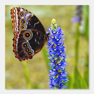 Papier Peint Papillon morpho bleu sur une orchidée de marais