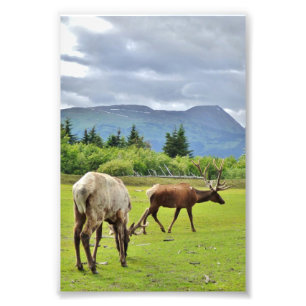 Papier photo 4x6 (satin) de wapiti