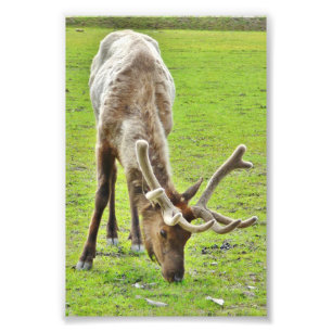 Papier photo 4x6 (satin) de wapiti