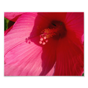 Papier photo professionnel Kodak à fleurs roses (s