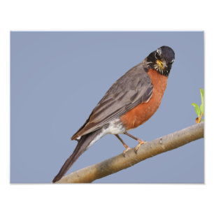 Papier photo professionnel Kodak de 14 po x 11 po 