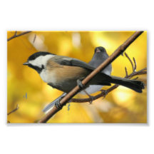 Papier photo professionnel Kodak de 6 po x 4 po (s