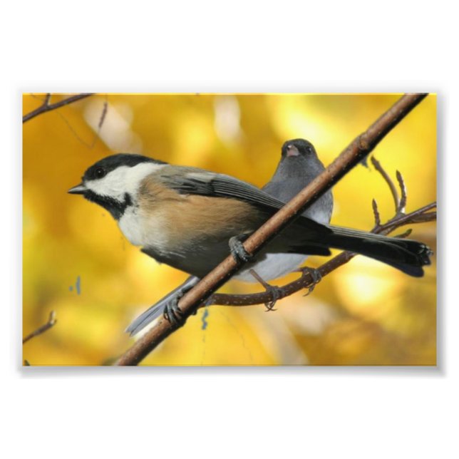 Papier photo professionnel Kodak de 6 po x 4 po (s (Devant)