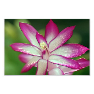 Papier photo professionnel Kodak de 7 po x 5 po (s