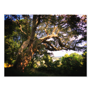 Papier photo professionnel Old Tree Kodak (Satin)