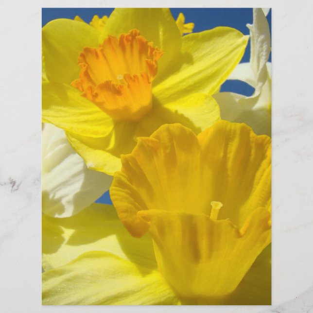 Papier pour scrapbooking Fleurs de jonquille Scrap (Devant)