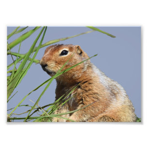 papier professionnel de photo de 7x5 Kodak (satin)