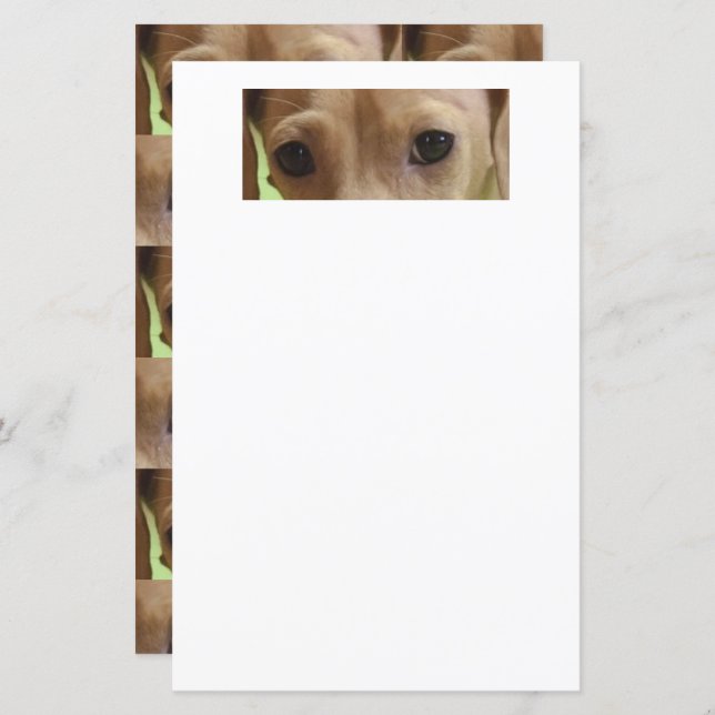 papier scrapbook chien de basset crème yeux (Devant / Derrière)