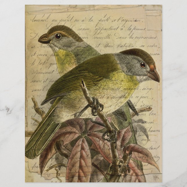 Papier scrapbook d'éphémérides d'oiseaux vintage (Devant)