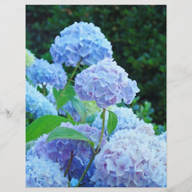 Papier ScrapBook fleur d'hortensia bleu d'été (Devant)