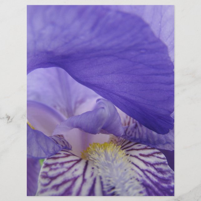Papier scrapbooking Fleurs Iris Violettes Irides F (Devant)