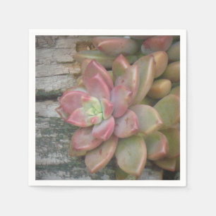 Papier Succulent sur la serviette en bois