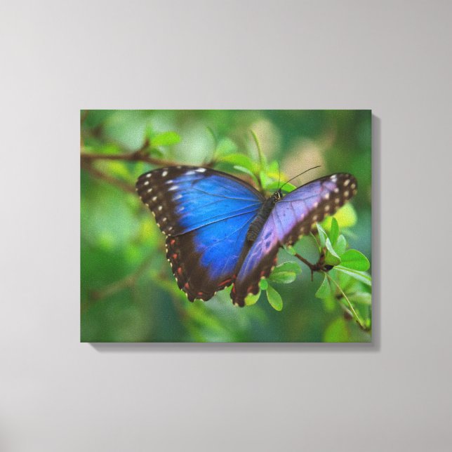 Papier toile Papillon Bleu sur châssis (Recto)