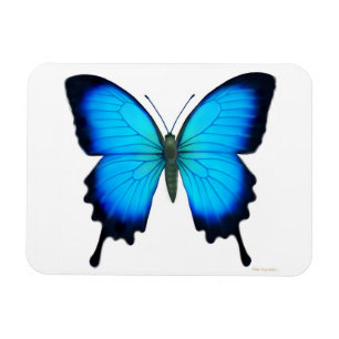 Papilio bleu Ulysse Papillon Magnet Premium