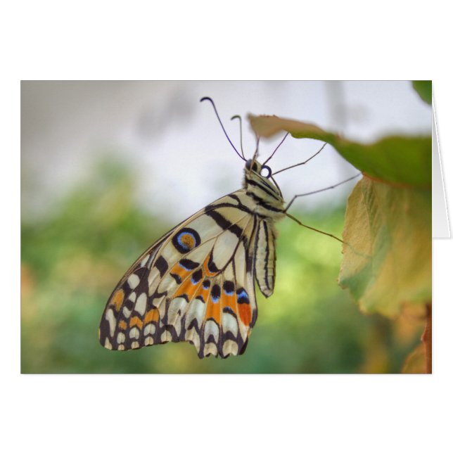 Papilio demoleus (Devant Horizontal)