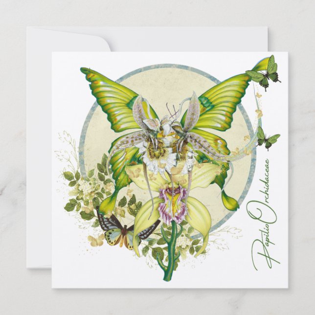 Papilio Orchidaceae (Devant)