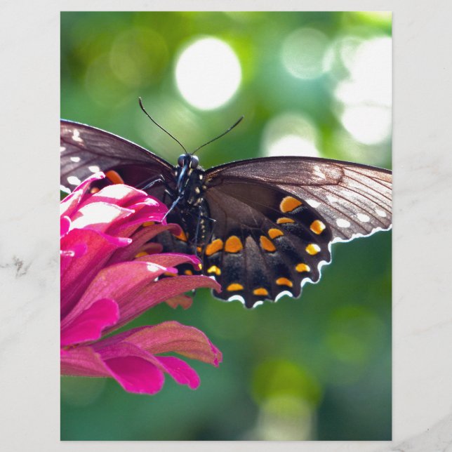 Papilio troilus (Devant)