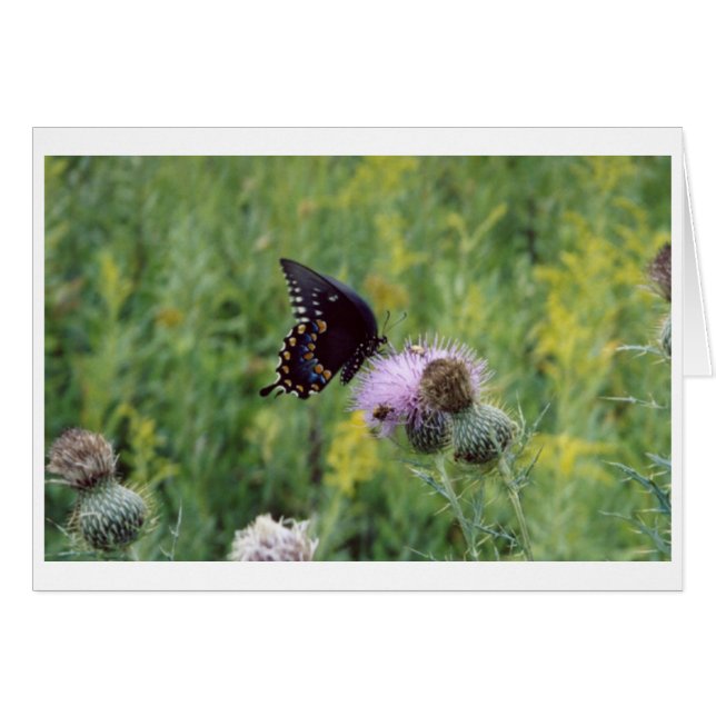 Papillon (Devant horizontal)