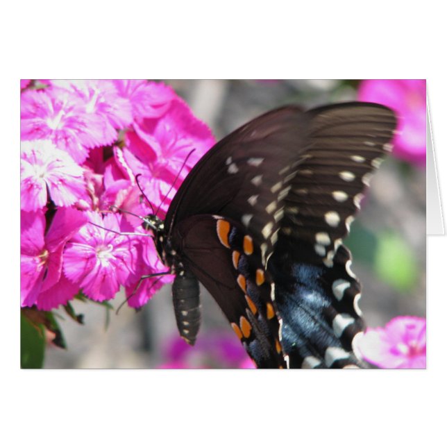 Papillon (Devant horizontal)