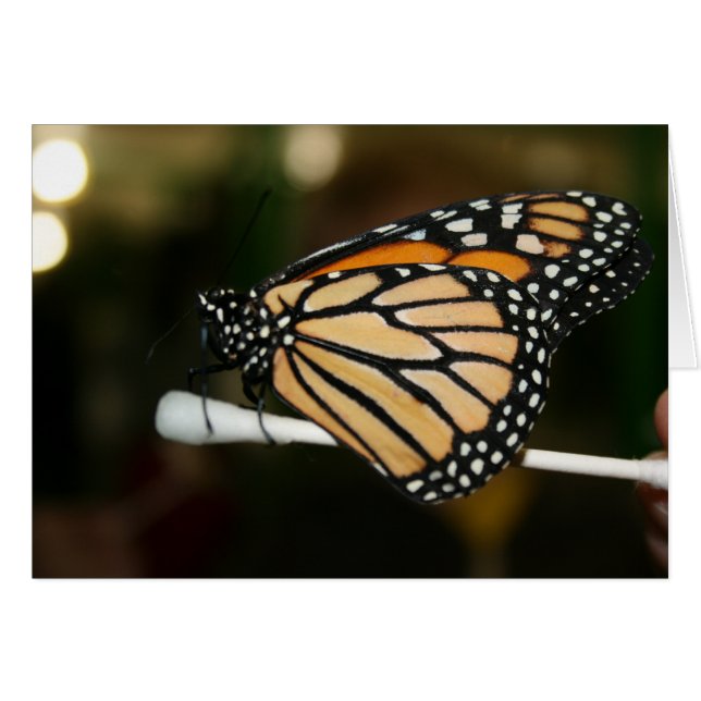 Papillon (Devant horizontal)