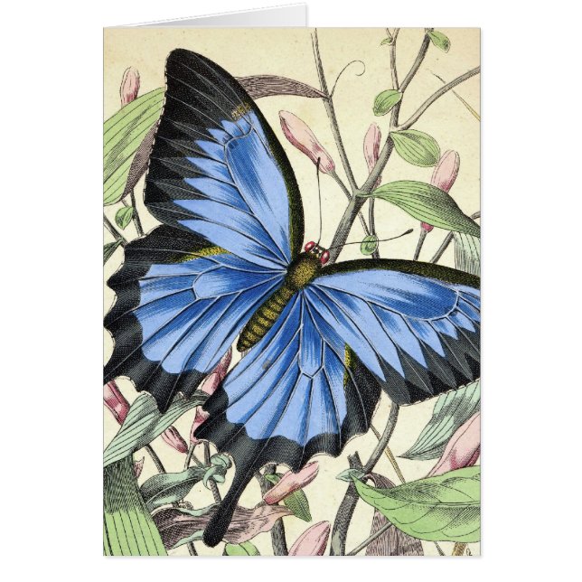 Papillon (Devant)